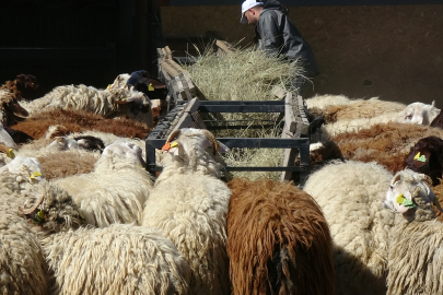 Burada pazarlık yok, küçükbaş kurbanlıkların canlı kilosu 300-310 liradan satılıyor