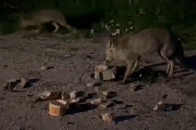 Uludağ'da Tilkileri Görünce Yanında Getirdiği Ekmeklerle Besledi