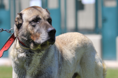 Heybetli görünüşleriyle kangal ve akbaşlar ülkenin dört bir yanından talep görüyor