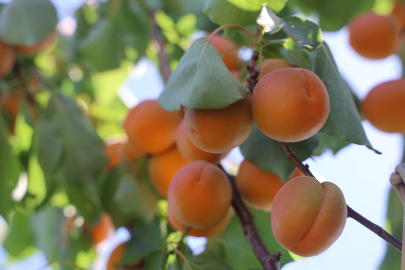 Kayısı Hasadı Bereketiyle Çiftçiyi Mutlu Etti