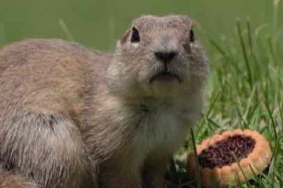 Yuvasının etrafına bırakılan bisküvileri fark eden yer sincabı karnını doyurdu