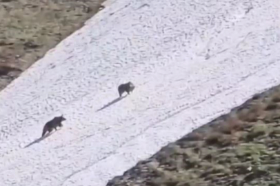 Boz ayının kar üzerinde eğlenirken ki görüntüleri cep telefonu kamerasına yansıdı