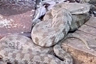 Adana'da Türkiye'nin En Zehirli Yılan Türlerinden Engerek Görüldü