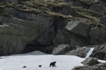 Uludağ'ın karlı zirvesinde kış uykusundan yeni uyanan ayı ailesi dağcılar tarafından görüntülendi