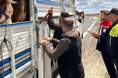 Yasa Dışı Hayvan Sevkiyatı Operasyonu: Cezadan Kaçamadılar