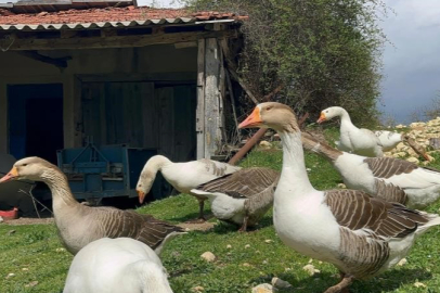 Kick boksçu Kars'ta başladığı "kaz tüyü" işinde büyümesini sürdürüyor