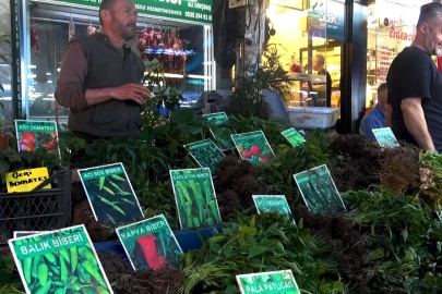Demeti 40 liradan satılan sebze ve meyve fideleri 45 gün sonra ürüne dönüşüyor