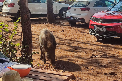 Domuzların kaçırdığı çanta 3 kilometre uzaklıkta bulundu