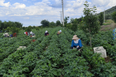 Bursa'nın meşhur 'nazende' fasulyesinin hasadına başlandı