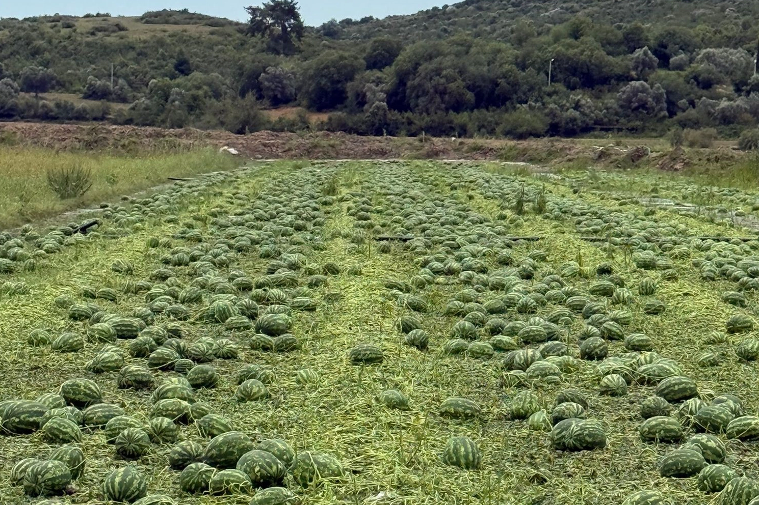 Sağanak ve dolu tarla ve bahçelere zarar verdi! İşte o fotoğraflar!