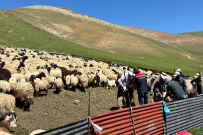 Yüksekova’da şap hastalığına karşı aşılama çalışması devam ediyor