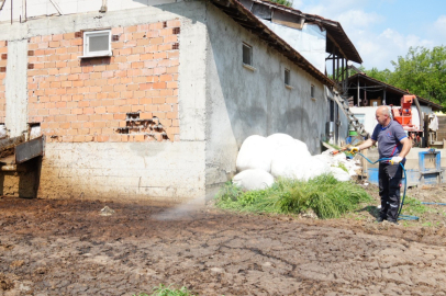 Temiz suda üreyen istilacı sineğe karşı uyarı