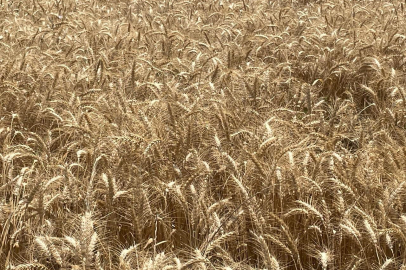 2 bin 760 lira arttı! Ton fiyatı 13 bin 500 lirayı aştı