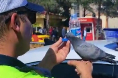 Susuzluktan bitkin düşen güvercine trafik polisi yardım elini uzattı