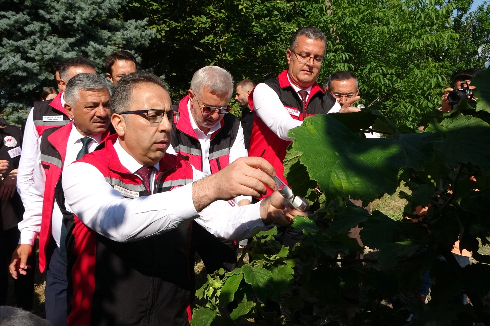 Türkiye'de kahverengi kokarcaya karşı 1 milyondan fazla samuray arısı salınımı yapılacak