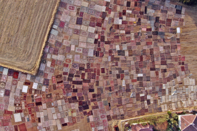 Kışın buğday tarlası olan araziler, yaz aylarında halı tarlasına dönüşüyor