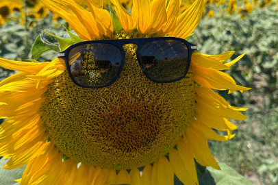 Karacabey'de doğa sarı ve yeşilin muhteşem uyumuna büründü