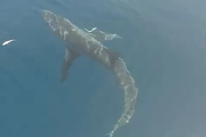 Balıkçılar Saros Körfezi’nde köpekbalığı görüntüledi