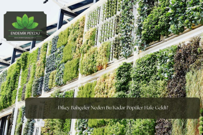 Dikey Bahçeler Neden Bu Kadar Popüler Hale Geldi?