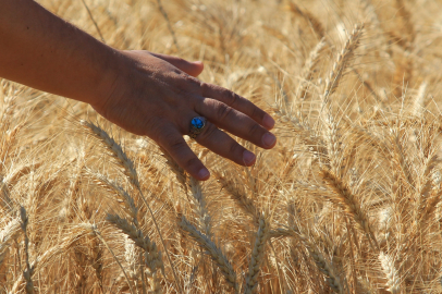 Makarnalık Buğdayın Fiyatına Güncelleme