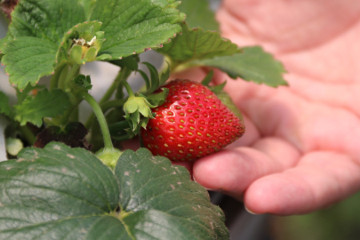 Topraksız Tarım Sayesinde Dekarda 30 Bin Çilek Fidesi...