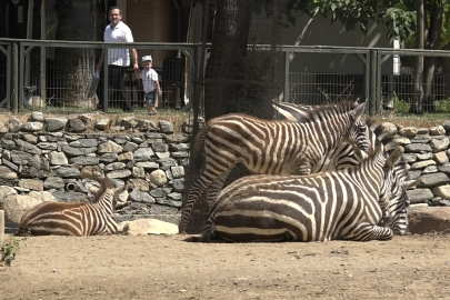 Bursa Hayvanat Bahçesi'nde zebra ailesi genişliyor