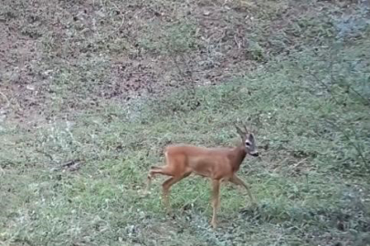 Çankırı’da yaban hayatı fotokapanda