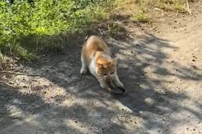 Kedinin yılanı avladığı anlar kamerada