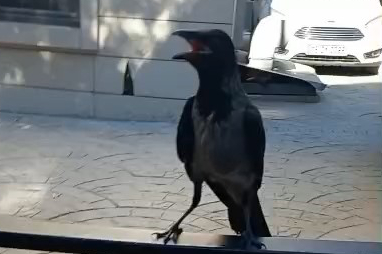 Yaralı Karganın Yardımına Bursa Esnafı Koştu