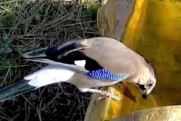 Mavi tüyleriyle dikkat çeken alakarga, Uludağ ormanlarında görüntünlendi