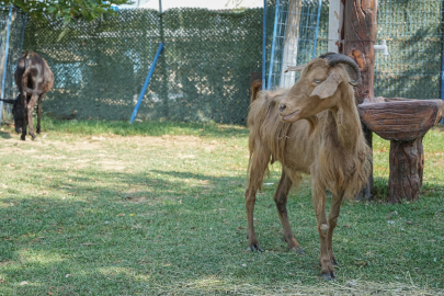 Yangından Kurtarılan Hayvanlar Bursa'da