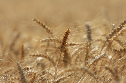 Kuraklık tehdidi Türkiye’nin buğday üretimini 16,3 milyon ton seviyesine düşürecek