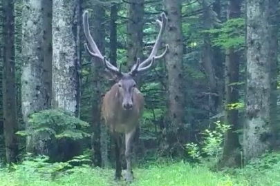 Bursa Dağlarında Kızıl Geyik Görüntülendi
