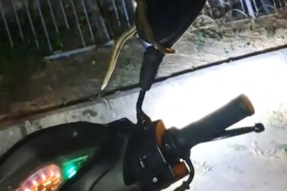 Motosiklette yılan paniği! İşte o anlar