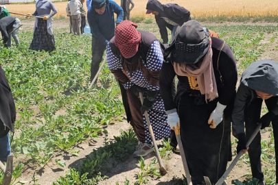 Tarım işçileri, kavurucu sıcaklara rağmen ekmek mücadelelerini sürdürüyor