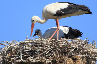 Bu köyde Yaren leyleğin köyünden 8 katı daha fazla yuva bulunuyor