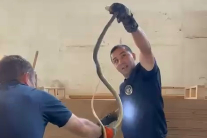 Fabrikadaki Yılan Paniğe Neden Oldu