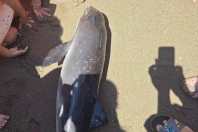 Karaya Vuran Yunus Hüzne Boğdu!