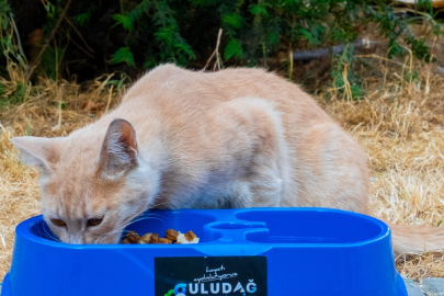 'Sevgimiz, Enerjimiz Sizinle' projesi sokak hayvanlarının yanında