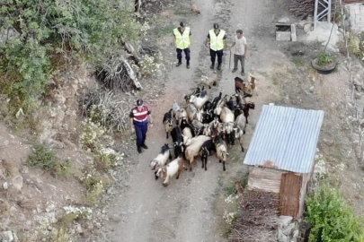 Kaybolan 30 küçükbaş hayvan, jandarmanın dron destekli arama çalışmasıyla bulundu
