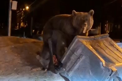 Uludağ’da aç kalan ayılar yine çöplere dadandı!