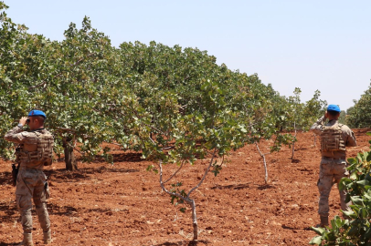 Yeşil Altın İçin Nöbet Zamanı!