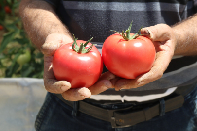 Sakar Domatesi Ülke Tarafından Tercih Ediliyor