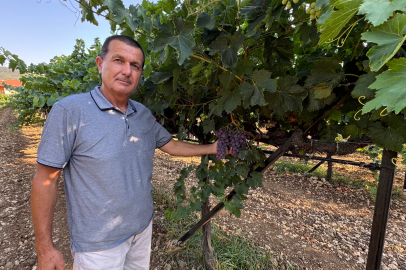 Akseki Üzümü Pazara Hazırlanıyor