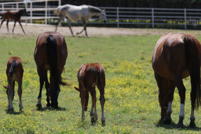 Spermler özel olarak seçiliyor, milyonluk taya dönüşüyor