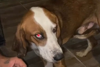 Alevlerden Kaçamayan Köpeğe Yardım Eli