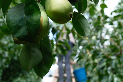 Avrupa armudu İtalya'dan değil Bursa'dan yiyor