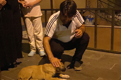 Yavru köpeğe çarpan otomobil sürücüsü yardıma gelenleri görünce bölgeden uzaklaştı