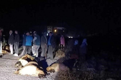 Otomobilin Çarptığı 23 Koyun Telef Oldu