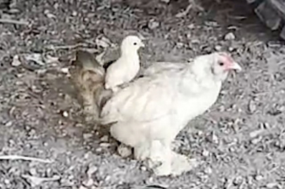 Civcivin Anne Sırtındaki Gezintisi Gülümsetti